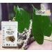 SHN Pack of 2 Tulsi Powder Giloy Powder (100 GM Each) Combo Pack 200 GM By B Naturall - Buy Online on GoSupps.com