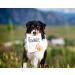 BIXBI Rawbble Freeze Dried Dog Food Duck Recipe 4.5 oz - 95% Meat & Organs, No Fillers - USA Made in Small Batches - Buy Online on GoSupps.com