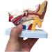 Human Ear Model - 1.5 Times The Human Ear Size Model Anatomy Organ Medical Tool - Buy Online on GoSupps.com