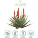 Buy Vitalsee ALOE Ferox 300 Extract - 90 Vegan Capsules for Natural Wellness | International Shipping Available - Buy Online on GoSupps.com