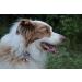 Beaus Bells 2 Extra Loud Handmade Copper Pet Trackers | Save Birds & Wildlife | Medium Size Cat & Dog Bells - Buy Online on GoSupps.com