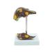 Pathological Liver Model Gallstone Model Fatty Liver Educational Training Aid - 11 * 11 * 15CM