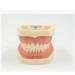 ZCbyBT Toothoral Model - 28 Screws for Fixing Teeth & Removable Gums | Ideal for Practical Operations & Demonstration Lessons - International Shipping Available - Buy Online on GoSupps.com