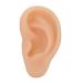 Beavorty 1pc Ear Training Ear Model Ear Presentation Model Human Ear Model Simulation Left Ear Model Ear Model for Teaching Ear Model Teaching Model