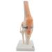 Opaeroo Anatomical Medical Knee Joint with Ligaments Model Life Size