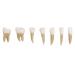 Dental 1:1 Permanent Teeth Model School Demonstration Study Practice Device White