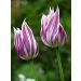 2 PcsTulip Flower bulbs Seeds Ball Flowers symbolizes Love gesneriana Plants for Home Garden Decoration 2 Purple White Tulip - Buy Online on GoSupps.com