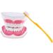 F Fityle 2X Magnification Model Teeth - Removable PVC for Dental Education | International Shipping Available - Buy Online on GoSupps.com