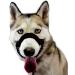 Champion Anti-Pull Training Halter for Dogs - Padded 6 Black | Comfortable & Effective International Shipping - Buy Online on GoSupps.com