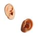 1 Pair of Highly Simulated Silicone Ear Models-Used for Acupuncture Practice Training Earrings Headset Display Props
