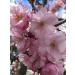 Small Moments Sauna Infusion Concentrate - Japanese Cherry Blossom 500ml | PET Bottle with Drip Closure & Child Lock - Premium Aromatherapy - Buy Online on GoSupps.com