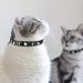 Personalized Leather Cat Collar with Bell and Rhinestone - Adjustable Safety Collar for Cats and Kittens (Black, 7-10 Inch) - Buy Online on GoSupps.com