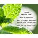 Ladibugs Lice Prevention Mint Spray 8oz | Natural & Highly Effective | Daily Use - Buy Online on GoSupps.com