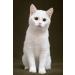 Think Outside the Gift Toothpaste for Cats Bundle which Contains Virbac Enzymatic Toothpaste For Cats Yummy Fish Flavour! 43G - Pack of 2 with Grocery List Card - Buy Online on GoSupps.com