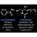 Restorative Anti-Aging Face Cream Moisturizer | Dermatologist Recommended | Ceramides Niacinamides & Multivitamins | 1.7 oz - Buy Online on GoSupps.com