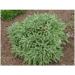 Salvia officinalis Powder 1 kg - Buy Online on GoSupps.com