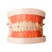 Toyandona models for brushing your teeth children's toys educational toys for children kidcraft game set standard tooth model Typodont tooth model model for brushing your teeth H lzern 3D puzzle teaching aids
