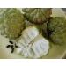 20 Fresh Custard Apple Annona Squamosa Seeds - Sugar Apple Sweetsop - Buy Online on GoSupps.com