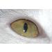 4ml Cat Eye UV Gel - Silver Gray & White | Premium Cat Eye Color Gel for Nail Art - Buy Online on GoSupps.com