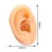 Human Ear Model Simulation Artificial Human Right Ear Silicone Ear Model for Ear Picking  Ear Piercing Teaching  Acupuncture - Buy Online on GoSupps.com