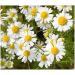 Chamomile Chamomilla Capsules (3x120) - Natural Stomach & Intestine Adaptogen - Pure Relaxation with Soul Cabbage - No Additives - 100% Pure Nature - Buy Online on GoSupps.com