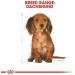 Royal Canin Dachshund Puppy Dry Food 1.5kg - Buy Online on GoSupps.com