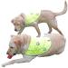 Dog West Safety Reflection - Waterproof Hunting Venue for Day & Night | Comfortable XS-XXL | Orange/Yellow - Buy Online on GoSupps.com