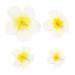 Beaupretty Flower Hair Clip 4Pcs Flowers Hair Clips Hawaiian Plumeria Flower Clips Foam Flower Hair Clips for Wedding Holiday Photo Flower Claw Clip