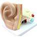 Human Body Human Ear Model Structure of OTO Rhino External Ear Middle Ear Ear Internal Auditory System Anatomy Teaching Accessories