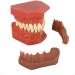 Alternate Display Model Teeth Model Children's Deciduous Denture Model Oral Milk Permanent Teeth Removable Natural - Buy Online on GoSupps.com