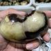 CIMWJOPS NaturaCrystal Polished Heart 1pcs - Buy Online on GoSupps.com