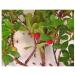 Bearberry (Bear grape) leaf 250 g Uva-ursi POWDER - Buy Online on GoSupps.com