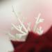 Fangsen Deep Red Wedding Rose Flower Hair Comb - Bridal Headpiece for Brides & Bridesmaids - Buy Online on GoSupps.com
