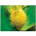 Portal Cool Golden Strawberry dessert perpetual yellow seeds Ukrainian Strawberry 004 G - Buy Online on GoSupps.com