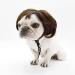 Funny Dog & Cat Role Play Wigs for Halloween & Parties | Pet Costumes in Black & Brown - Small Medium & Large Sizes - Buy Online on GoSupps.com