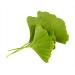 Ginkgo Leaf - Premium Ginkgo Biloba Loose Leaf 100% from Nature (12 oz) 12 Ounce (Pack of 1) - Buy Online on GoSupps.com