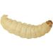 larvae 15-25mm / 1 x 100 (30g) z - Buy Online on GoSupps.com