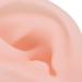 Silicone Simulated Ear Model for Hospital Display & Hearing Aid Learning - Buy Online on GoSupps.com