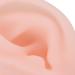 2pcs Soft Silicone Ear Model for Acupuncture & Education | Flexible Learning Display Tools - International Shipping Available - Buy Online on GoSupps.com