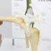 Artificial Dog Knee Joint Model 4 Phase Dog Knee Joint Model PVC Size Dog Knee Joint Model - Buy Online on GoSupps.com