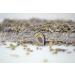 1 KILO SUPERB FINEST FRENCH PROVENCE DRIED LAVENDER DELIGHTFUL FRESH POST FREE - Buy Online on GoSupps.com