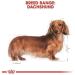 Royal Canin Dachshund Dry Dog Food 1.5kg - Buy Online on GoSupps.com