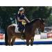  Excel GraRecover 1Kg | Supplement for horses | muscle supplement | Muscle recovery | Caring for the | Horse | Horse Health Prevents cramps  - Buy Online on GoSupps.com