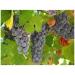  France Herboristerie Vitis vinifera Grape Marc Powder 1 kg - Buy Online on GoSupps.com