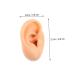 Healeved 4 Pcs Silicone Ear Model Ornament Earrings - Teaching Supplies Anatomy Model - Fake Ear Piercing & Massage Tool - Buy Online on GoSupps.com