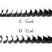 Shop Single Eyelashes 0.20 D Curl Extensions - 10mm Individual Lash Extensions by Gemerry - Buy Online on GoSupps.com