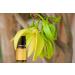 Aakriti Premium Ylang Ylang Essential Oil - 100% Pure & Natural GMP Certified 10ml for Spa Aromatherapy & Diffusion - Perfect for Oil Burner - Buy Online on GoSupps.com