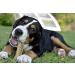 Bulk Multipack - 12 Natural Rawhide Pressed Bones for Dogs Munch & Crunch - Long Lasting Hide Dog Chews Snacks Treats - With a Guide to Happy & Healthy Dogs Booklet - 5 Item Bundle - Buy Online on GoSupps.com
