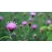 Indigo Herbs Milk Thistle Powder 100g - Premium Herbal Supplement for Liver Health - Buy Online on GoSupps.com