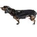 ALGONETO Dog Back Brace for IVDD Pet Dog Back Brace Comfortable Full Body Harness Dog Clothing Dog Back Protector L - Buy Online on GoSupps.com